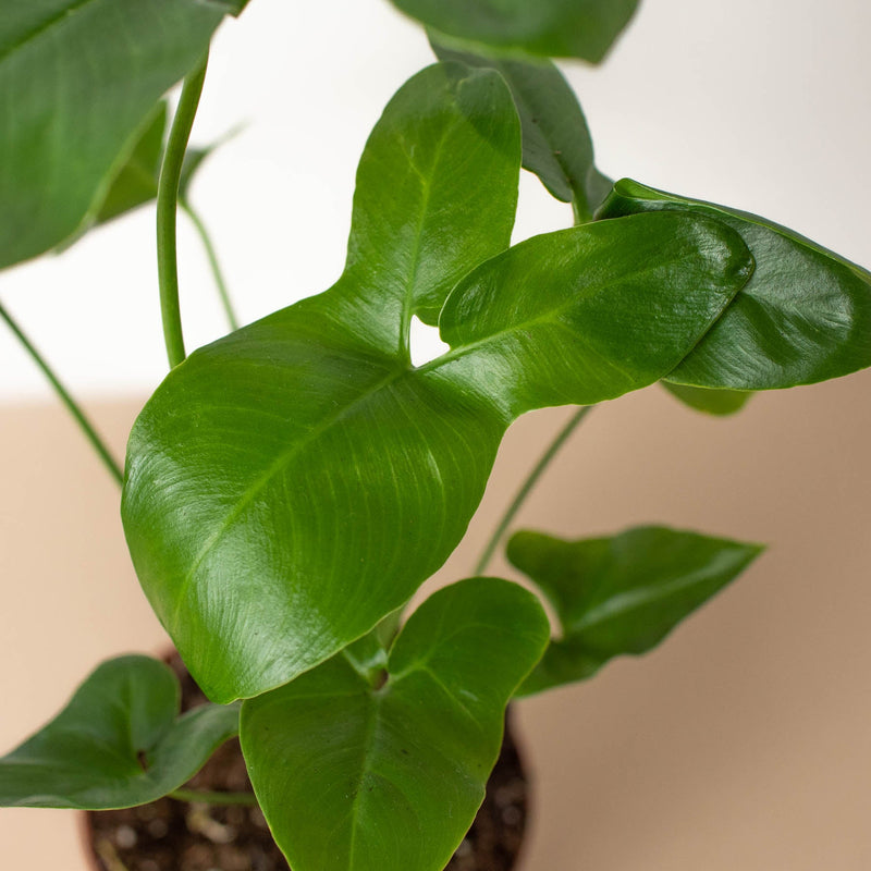 Load image into Gallery viewer, Philodendron 'Goeldii'
