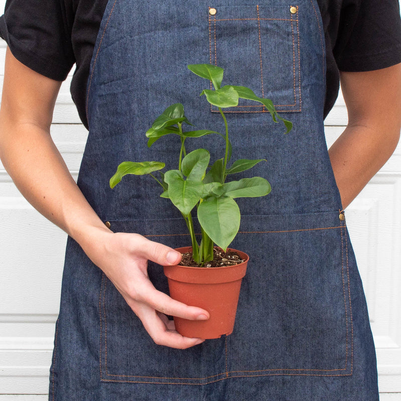 Load image into Gallery viewer, Philodendron 'Goeldii'
