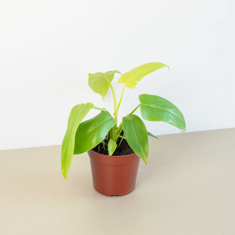 Philodendron Gold Violin