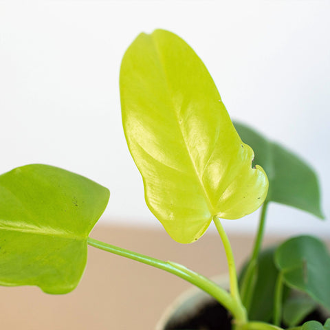 Philodendron 'Gold Violin', additional product view 2
