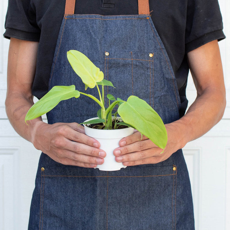 Load image into Gallery viewer, Philodendron 'Gold Violin'
