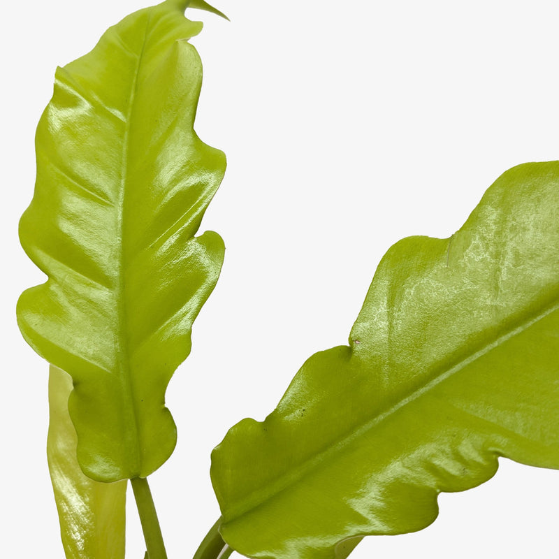 Load image into Gallery viewer, Philodendron 'Golden Crocodile'
