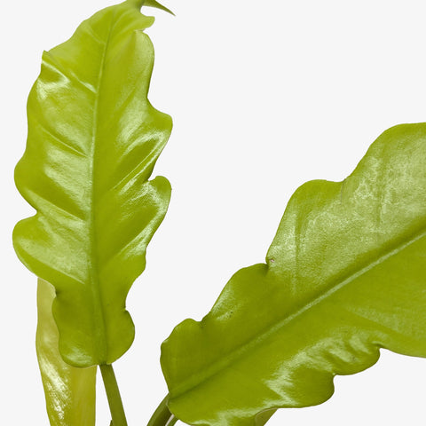 Philodendron 'Golden Crocodile', additional product view 2