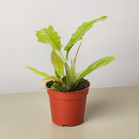 Philodendron Golden Crocodile