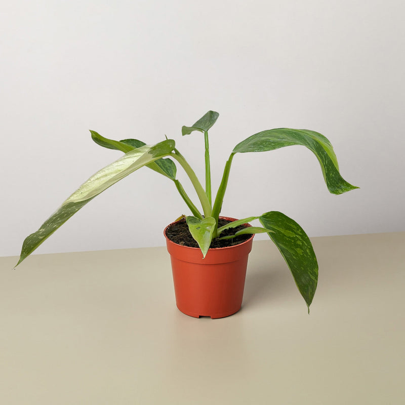 Load image into Gallery viewer, Philodendron Jose Bueno

