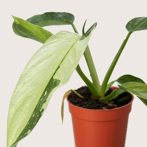 Philodendron Jose Bueno, additional product view 2