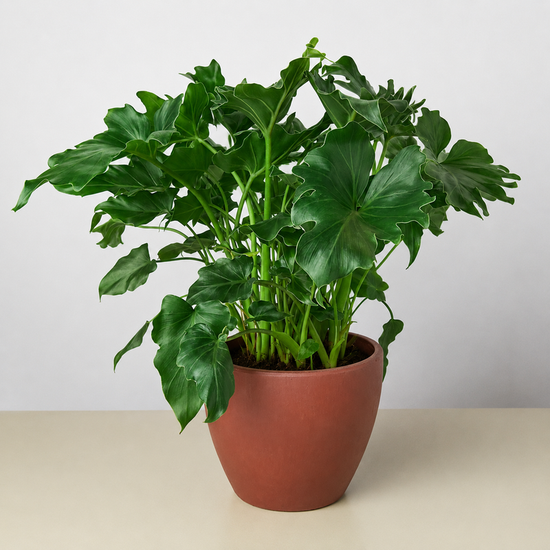 Load image into Gallery viewer, Philodendron Little Hope
