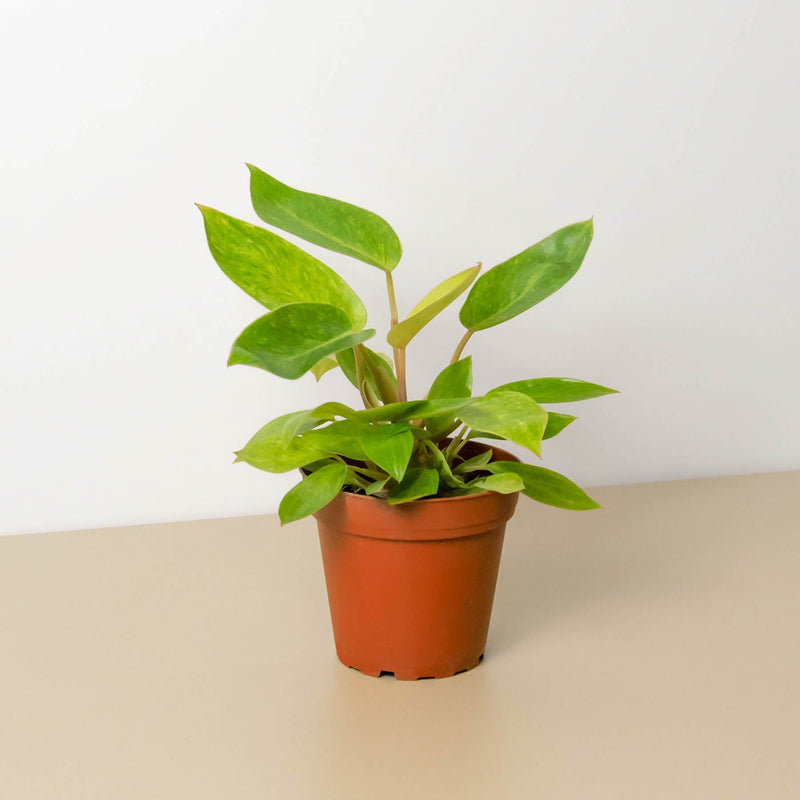 Load image into Gallery viewer, Philodendron 'Painted Lady'
