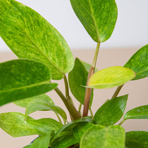 Philodendron 'Painted Lady', additional product view 2