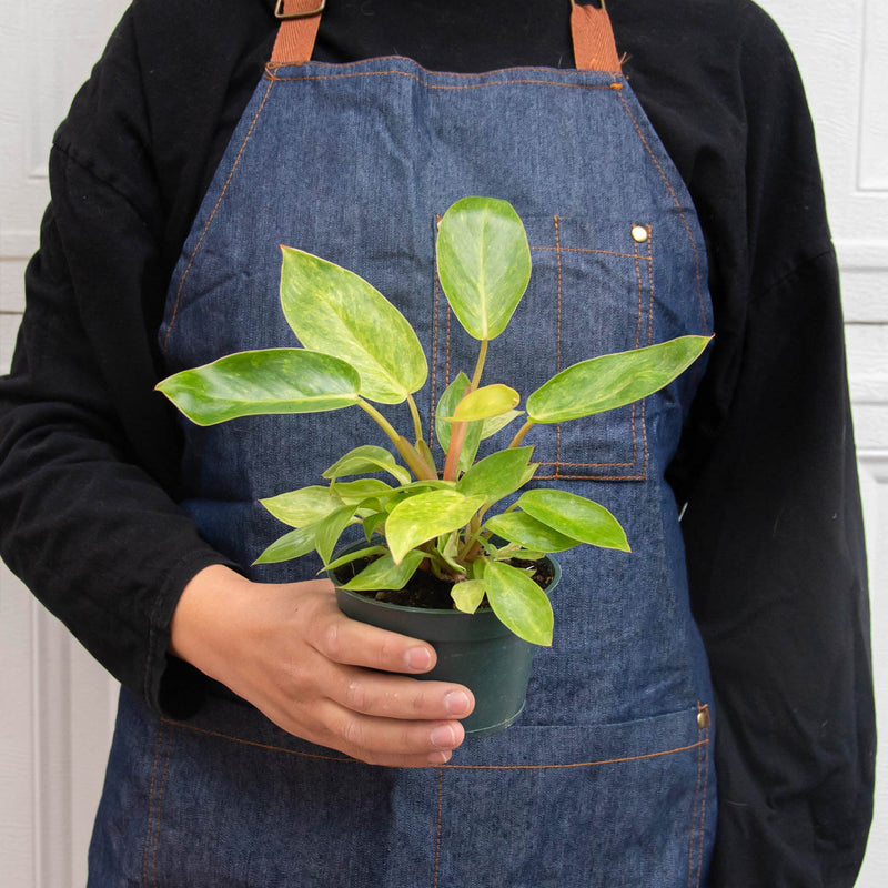 Load image into Gallery viewer, Philodendron 'Painted Lady'
