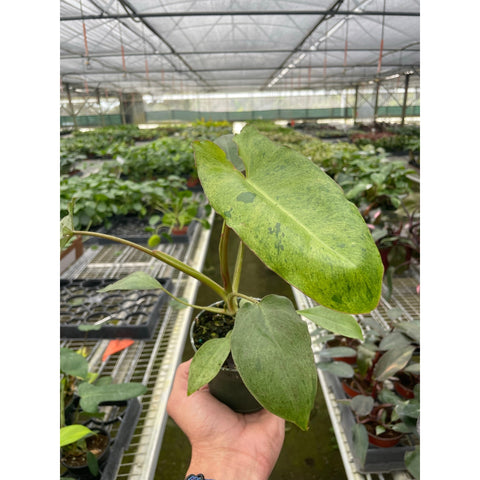 Philodendron 'Paraiso Verde', additional product view 2