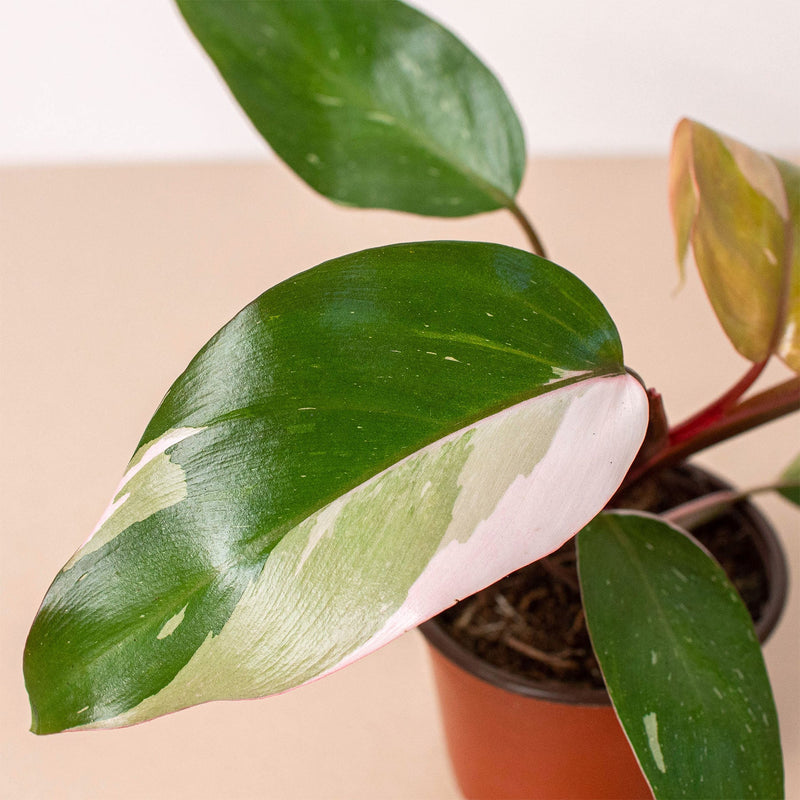 Load image into Gallery viewer, Rare Plant Bundle
