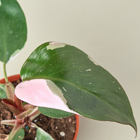 Philodendron 'Pink Princess', additional product view 2