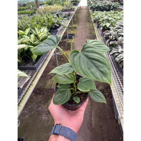 Philodendron Plowmanii