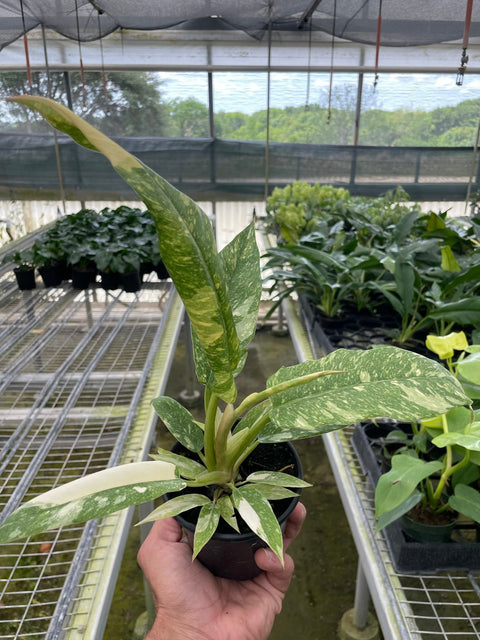 Philodendron Variegated Ring of Fire