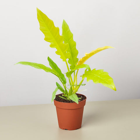 Philodendron Golden Ring of Fire