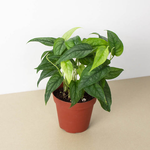Monstera 'Siltepecana', additional product view 2