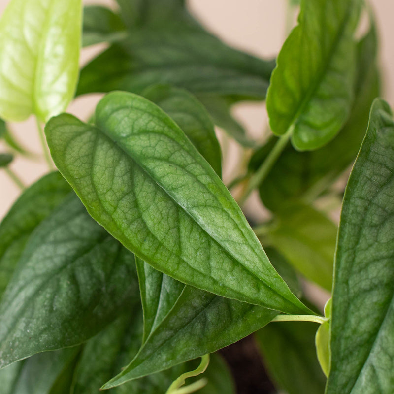 Load image into Gallery viewer, Monstera 'Siltepecana'
