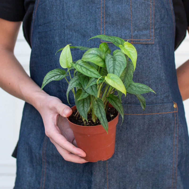 Load image into Gallery viewer, Monstera 'Siltepecana'
