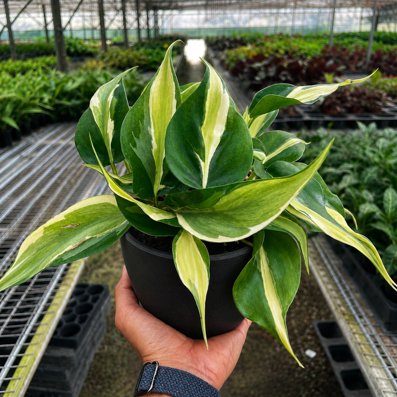 Load image into Gallery viewer, Philodendron 'Silver Stripe'
