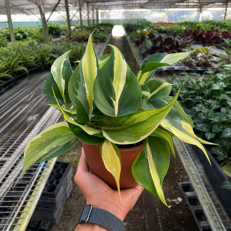 Load image into Gallery viewer, Philodendron 'Silver Stripe'

