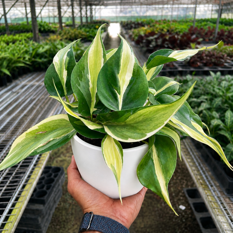 Load image into Gallery viewer, Philodendron 'Silver Stripe'
