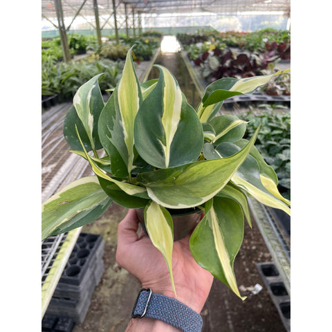 Philodendron Silver Stripe