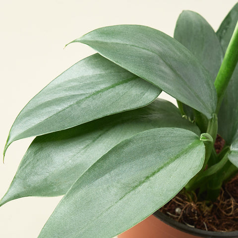 Philodendron 'Silver Sword', additional product view 2