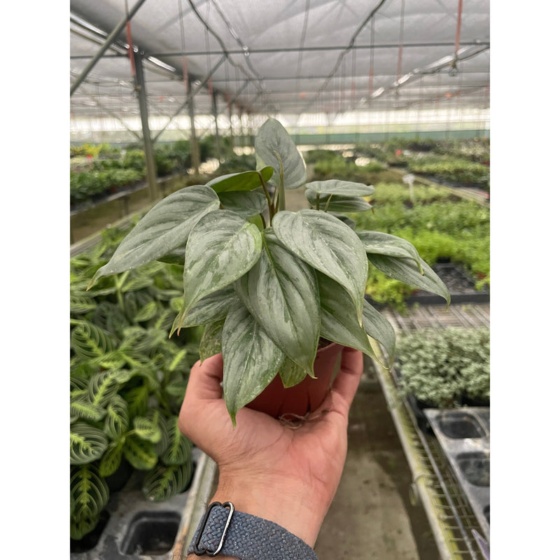 Load image into Gallery viewer, Philodendron 'Sodiroi'
