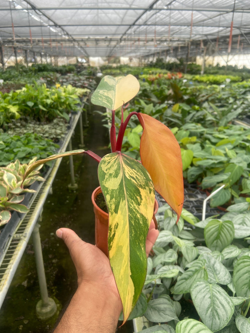 Load image into Gallery viewer, Philodendron 'Strawberry Shake'
