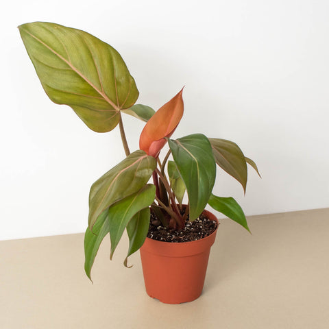 Philodendron Summer Glory