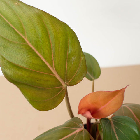 Philodendron 'Summer Glory', additional product view 2