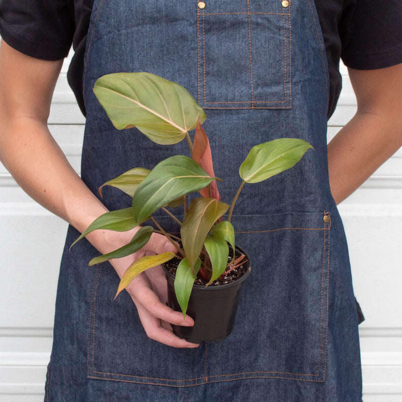 Load image into Gallery viewer, Philodendron 'Summer Glory'

