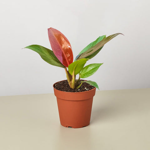 Philodendron Sun Red