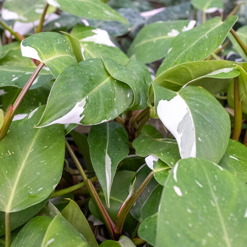 Load image into Gallery viewer, Philodendron 'White Knight'
