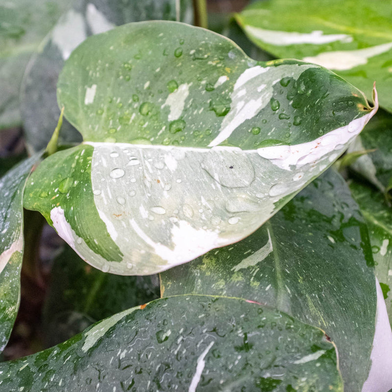 Load image into Gallery viewer, Philodendron 'White Princess'

