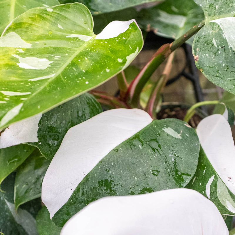 Load image into Gallery viewer, Philodendron 'White Princess'
