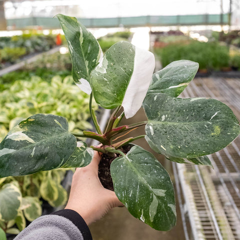 Philodendron White Princess