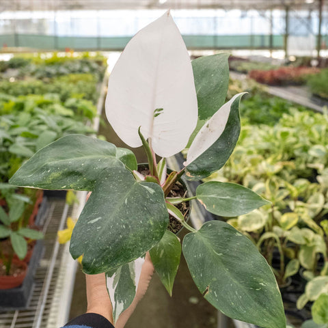 Philodendron 'White Princess', additional product view 2