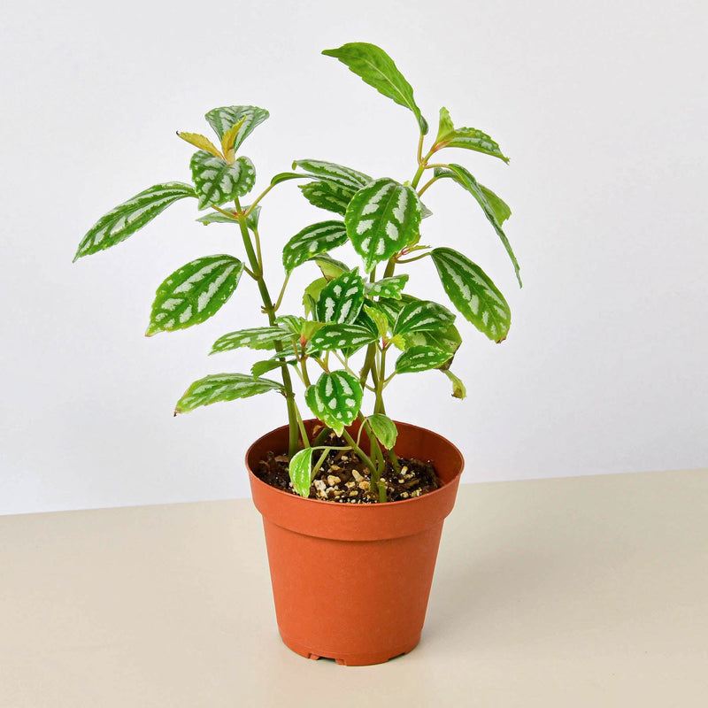 Load image into Gallery viewer, Pilea 'Aluminum'
