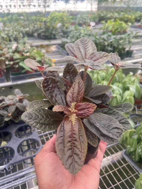 Pilea Chocolate