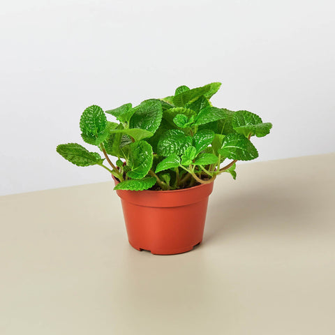 Pilea Crinkle