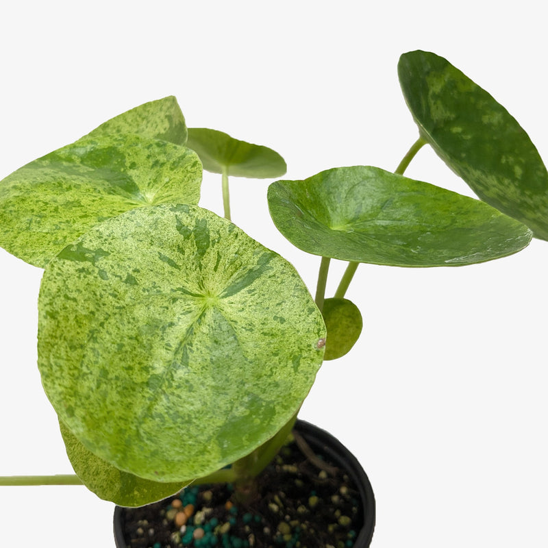 Load image into Gallery viewer, Pilea 'Mojito'
