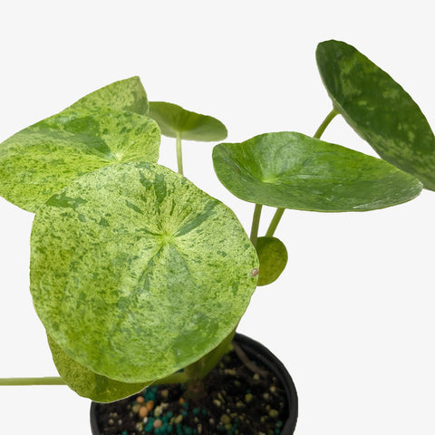 Pilea 'Mojito', additional product view 2