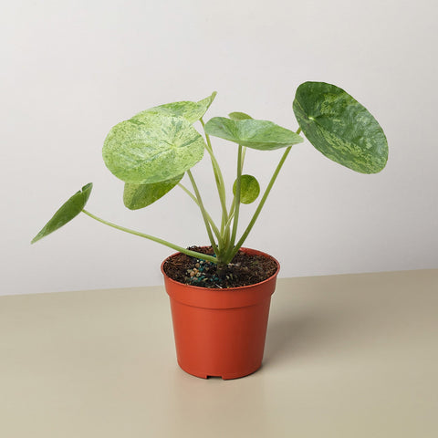 Pilea Mojito