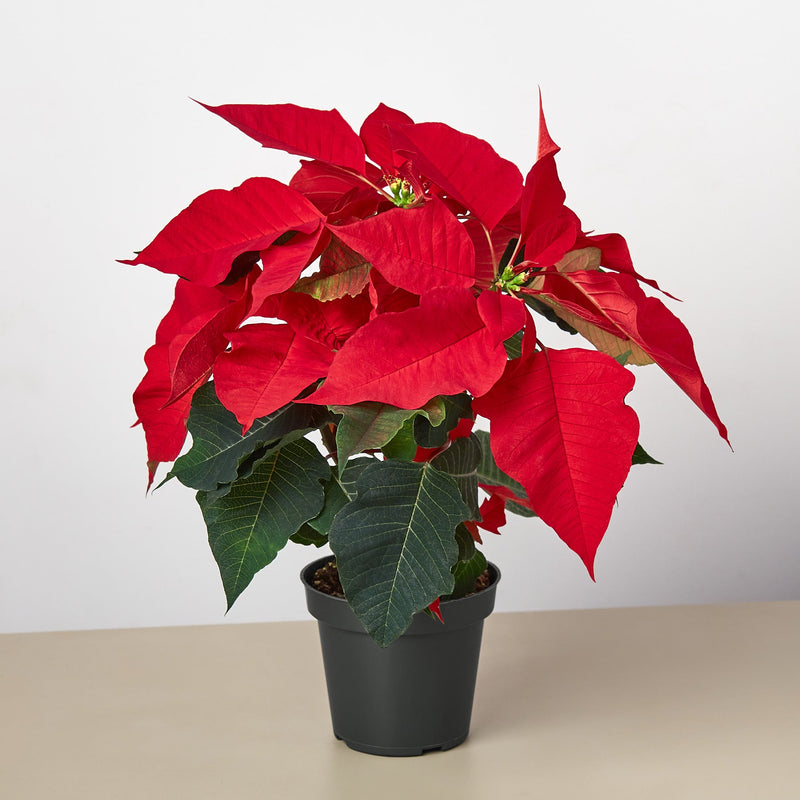Load image into Gallery viewer, Poinsettia 'Red'
