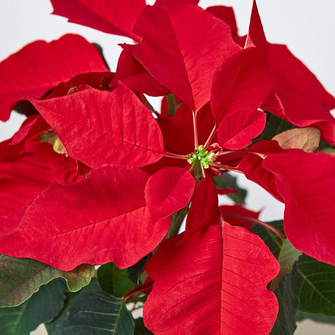 Poinsettia 'Red', additional product view 2