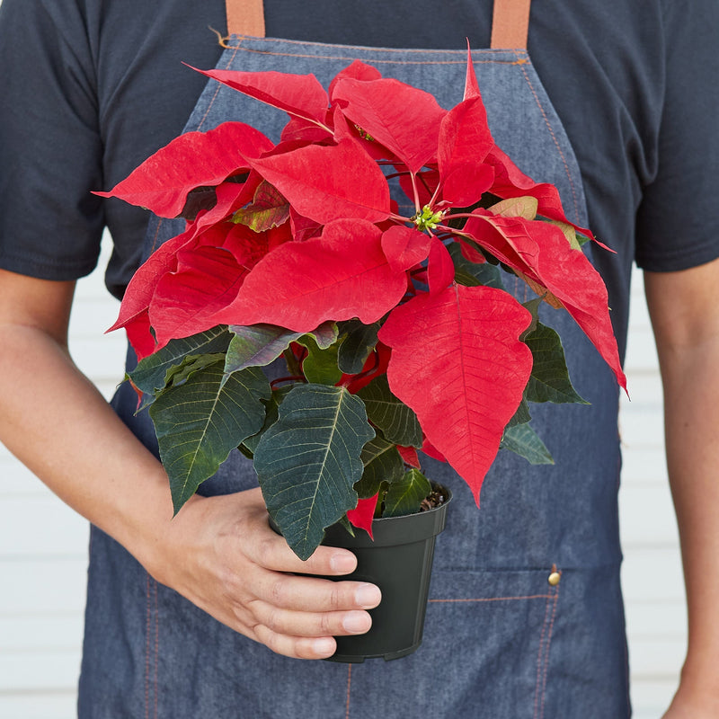 Load image into Gallery viewer, Poinsettia 'Red'
