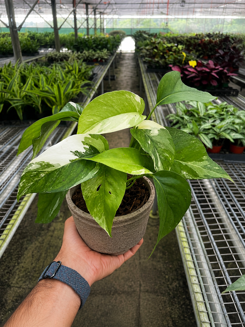 Load image into Gallery viewer, Pothos 'Albo Variegata'

