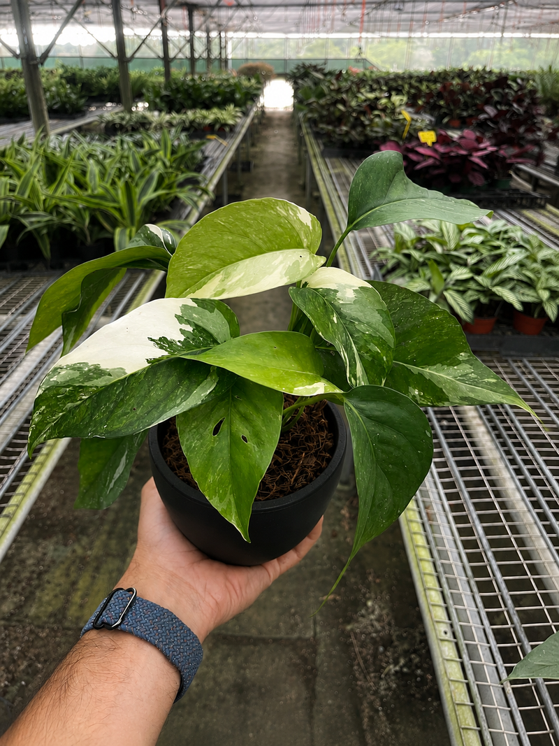 Load image into Gallery viewer, Pothos 'Albo Variegata'
